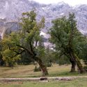 Abgeschiedener als &ldquo;Gro&szlig;e Ahornboden&rdquo; liegt der &ldquo;Kleine Ahornboden&rdquo; im Karwendel. Touristenbusse k&ouml;nnen diesen Ort nicht erreichen.